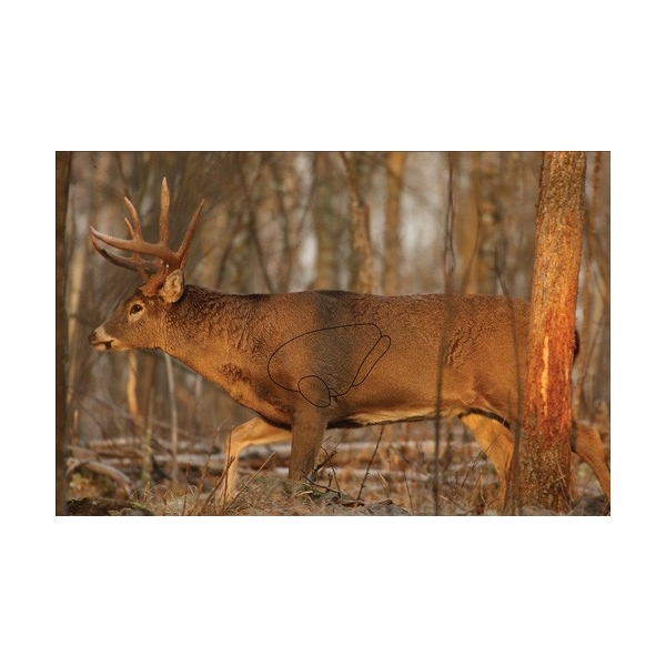 B/c Target Eze-scorer 23"x35" - Whitetail Deer 2 Targets