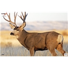 B/c Target Eze-scorer 23"x35" - Mule Deer 2 Targets